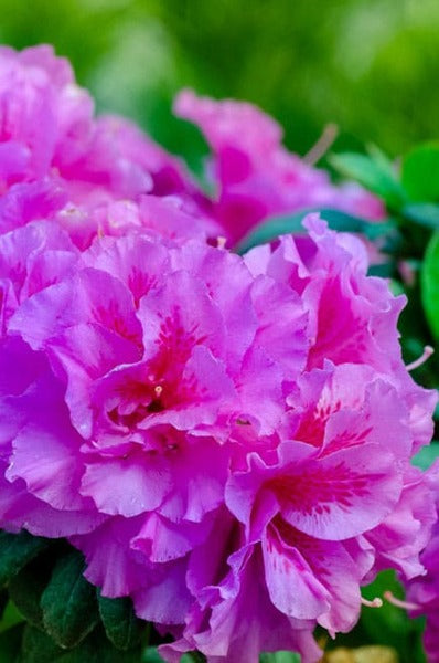 Azalea 'Autumn Majesty'® Encore Azalea