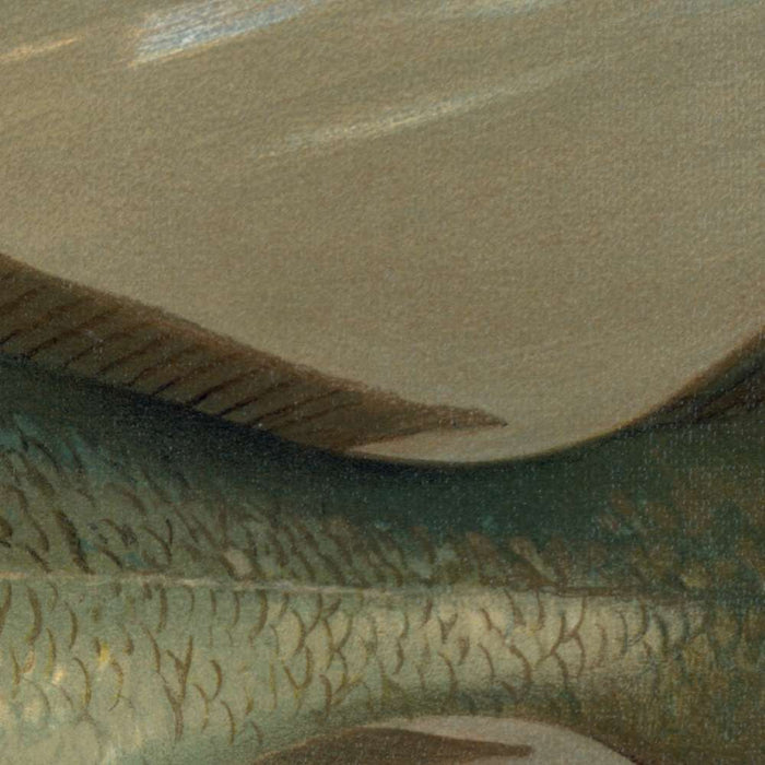 Bluefish (Pomatomus saltatrix) by John L. Petrie, 1898