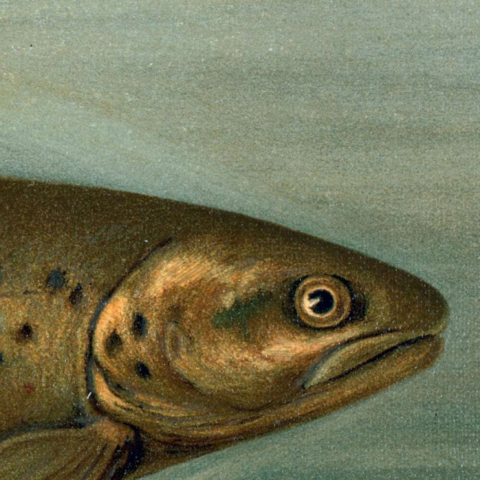 Brown or German Trout (Salmo fario) by John L. Petrie, 1898