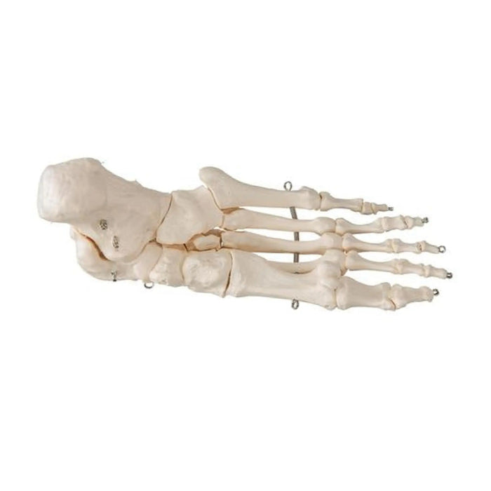 Foot skeleton on wire 3B Scientific
