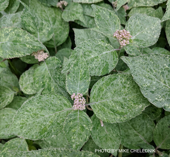 - Hydrangea serrata 'Kokonoe-yama' Variegated Japanese Mountain Hydrangea - Mr Maple │ Buy Japanese Maple Trees