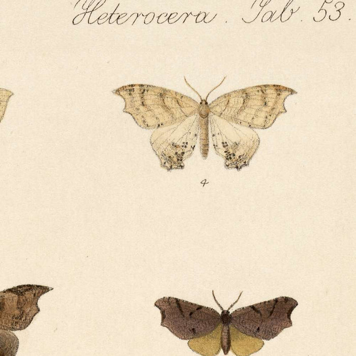 Insecta Lepidoptera-Heterocera (Plate 60) by Frederick DuCane Godman, 1879