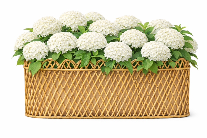 Jumbo Natural Rectangular Rattan Scalloped Planter by The Enchanted Home