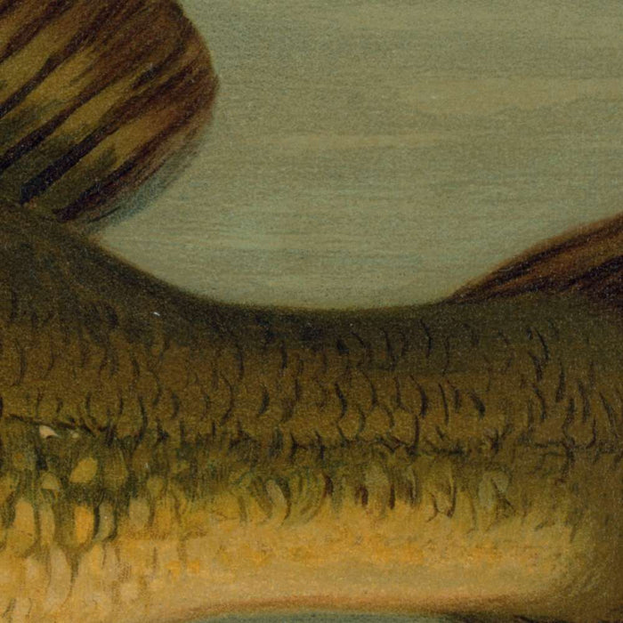 Largemouth Bass (Micropterus salmoides) by John L. Petrie, 1898
