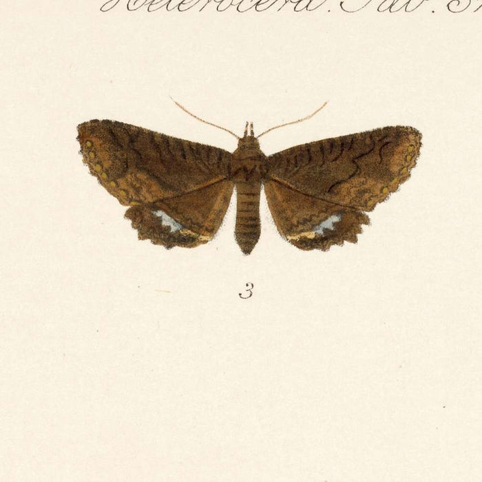 Moths (Heterocera, Plate 36) by Frederick DuCane Godman, 1879