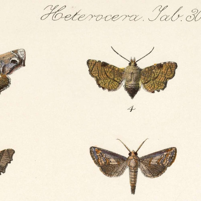 Moths (Heterocera, Plate 36) by Frederick DuCane Godman, 1879