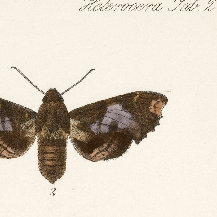 Moths (Lepidoptera: Heterocera, Plate 008) by Frederick DuCane Godman, 1879