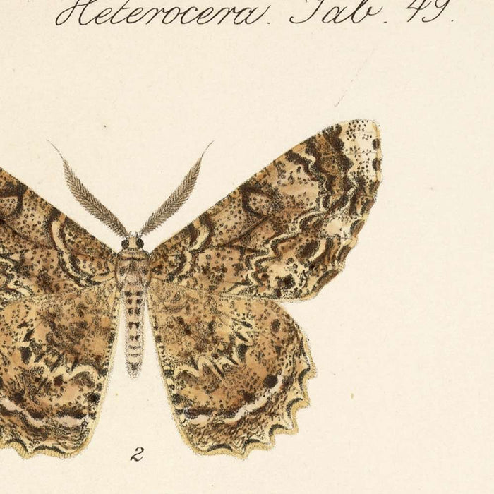 Moths (Lepidoptera: Heterocera, Plate 049) by Frederick DuCane Godman, 1879