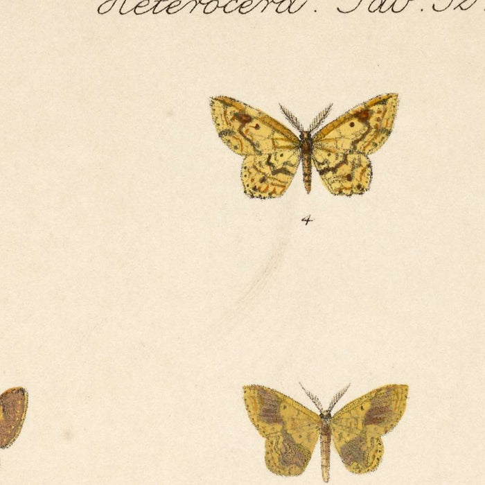 Moths (Lepidoptera-Heterocera, Plate 050) by Frederick DuCane Godman, 1879