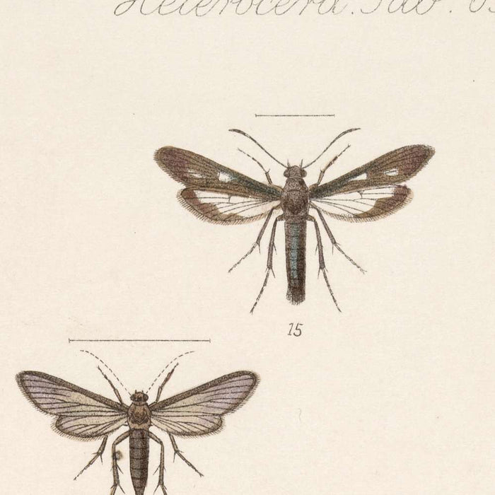 Moths (Lepidoptera: Heterocera, Plate 067) by Frederick DuCane Godman, 1879