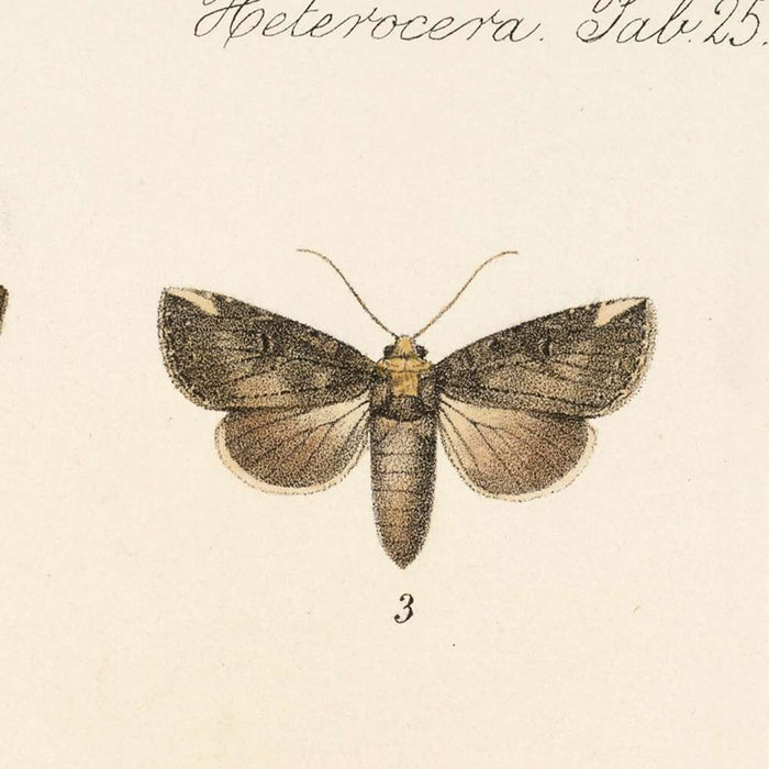 Moths (Lepidoptera: Heterocera, Plate 25) by Frederick DuCane Godman, 1879