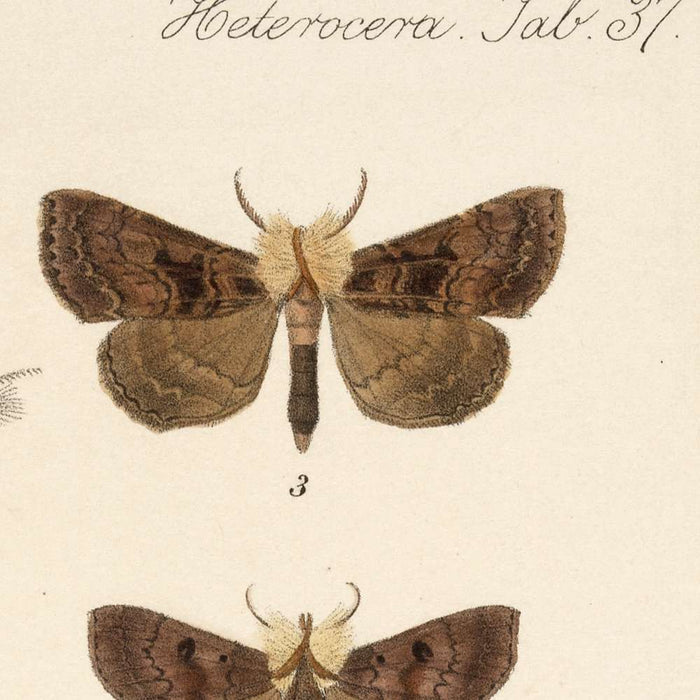 Moths (Lepidoptera-Heterocera, Plate 34) by Frederick DuCane Godman, 1879