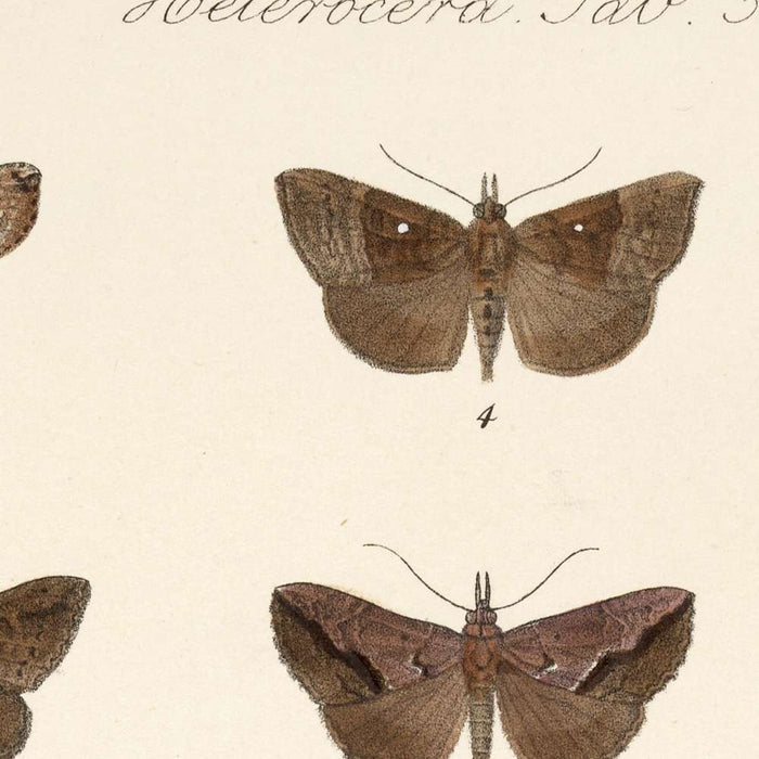Moths (Lepidoptera-Heterocera, Plate 34) by Frederick DuCane Godman, 1879