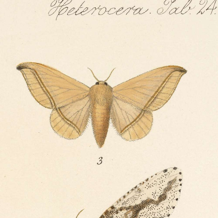 Moths (Lepidoptera-Heterocera, Plate 34) by Frederick DuCane Godman, 1879
