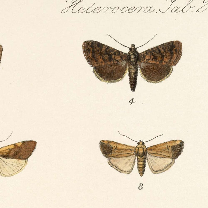 Moths (Lepidoptera: Heterocera, Plate 40) by Frederick DuCane Godman, 1879