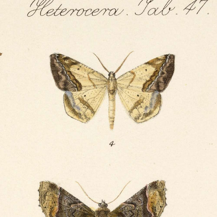 Moths (Lepidoptera: Heterocera, Plate 42) by Frederick DuCane Godman, 1879