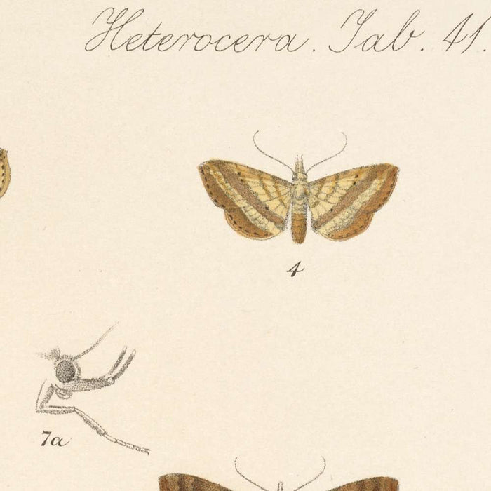 Moths (Lepidoptera-Heterocera, Plate 42) by Frederick DuCane Godman, 1879
