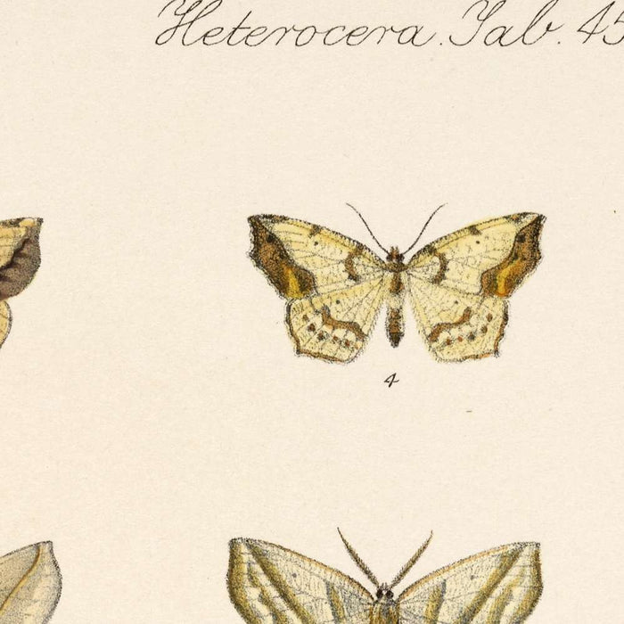 Moths (Lepidoptera: Heterocera, Plate 44) by Frederick DuCane Godman, 1879