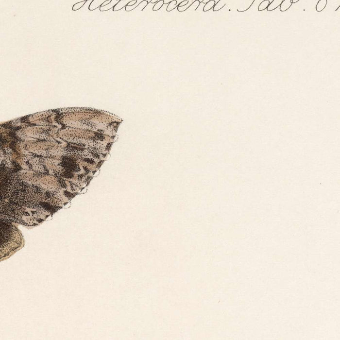 Moths (Lepidoptera: Heterocera, Plate 67) by Frederick DuCane Godman, 1879