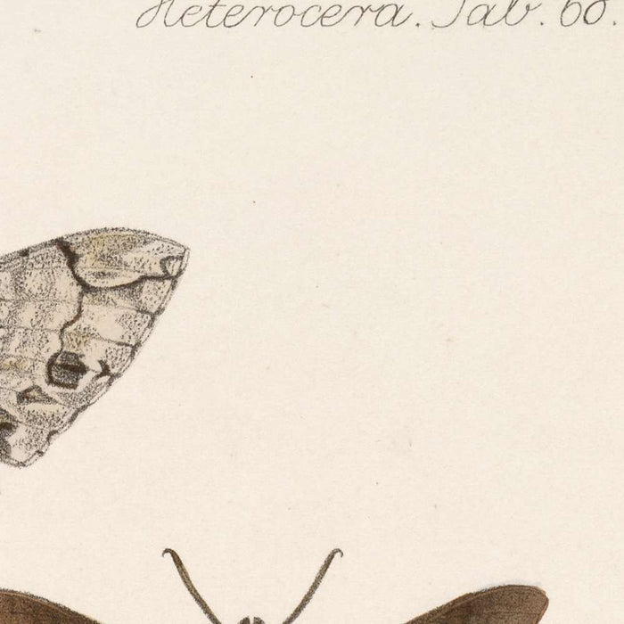 Moths (Lepidoptera-Heterocera, Plate 72) by Frederick DuCane Godman, 1879