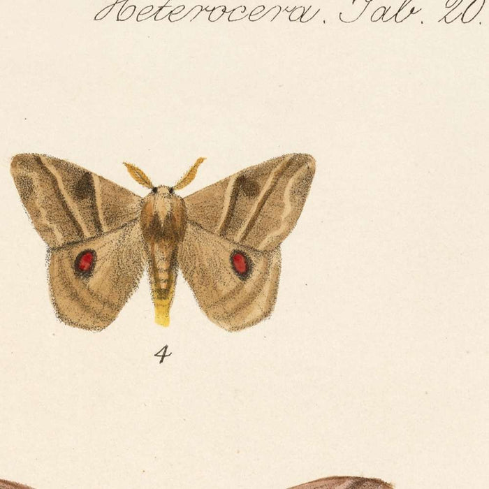 Moths (Plate 20) by Frederick DuCane Godman, 1879