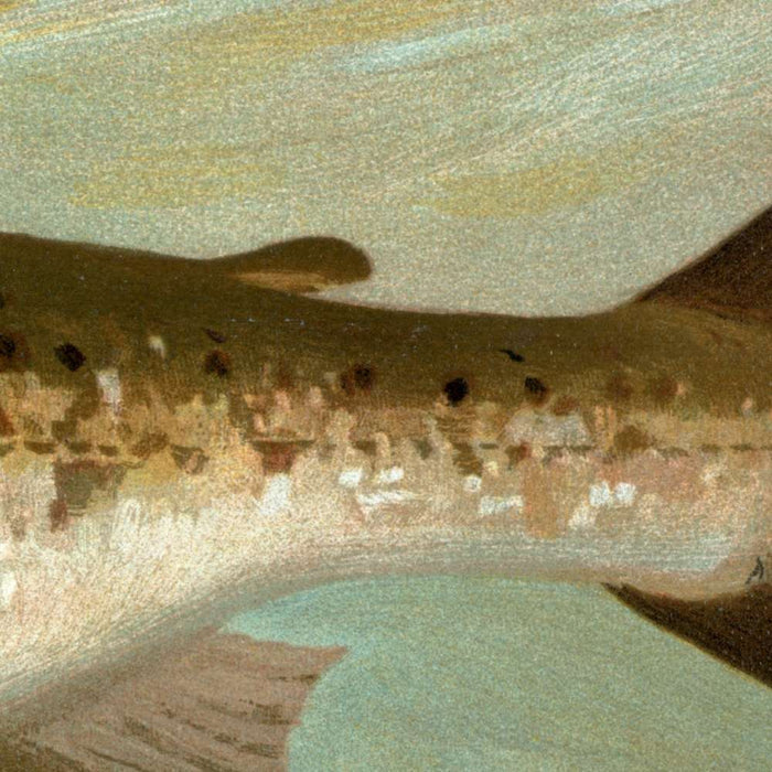 Ouananiche (Salmo salar ouananiche) by John L. Petrie, 1898