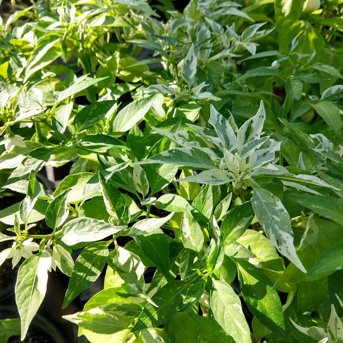 PEPPER 'Fish'