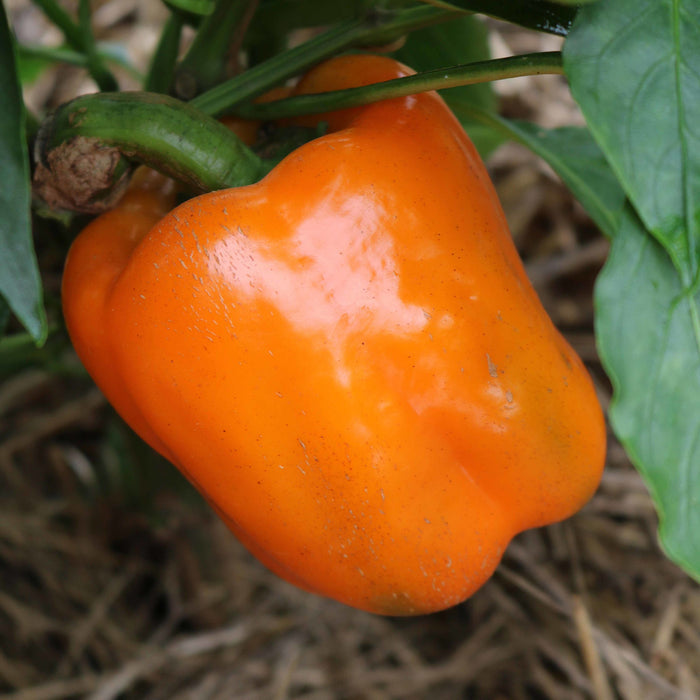 PEPPER 'Orange Bell'
