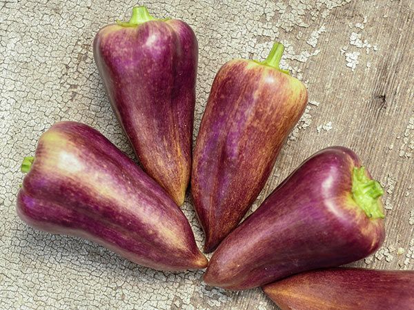 PEPPER 'Violet Sparkle'