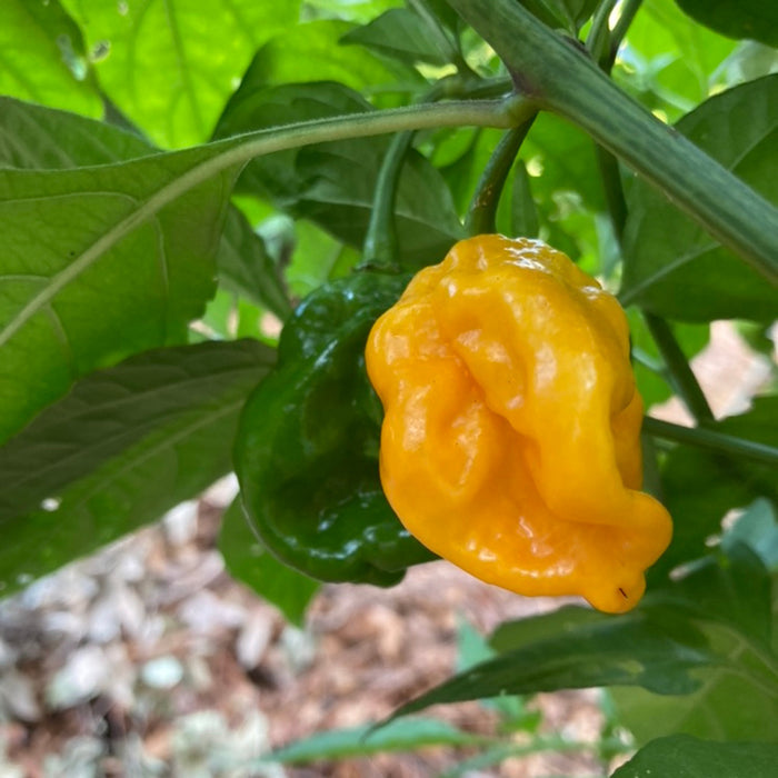 PEPPER 'Yellow 7-Pot'