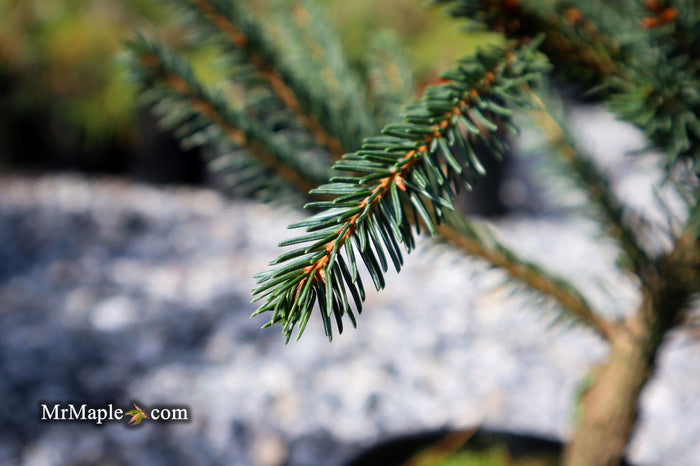- Picea abies 'Farnsburg' Weeping Norway Spruce - Mr Maple │ Buy Japanese Maple Trees