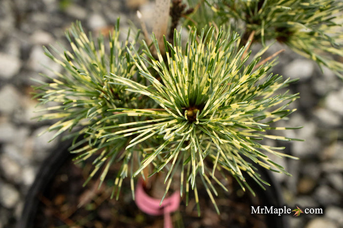 - Pinus parviflora 'Fubuki nishiki' Japanese White Pine Tree - Mr Maple │ Buy Japanese Maple Trees