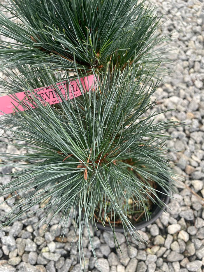 Pinus strobus 'Brevifolia' Dwarf Eastern White Pine