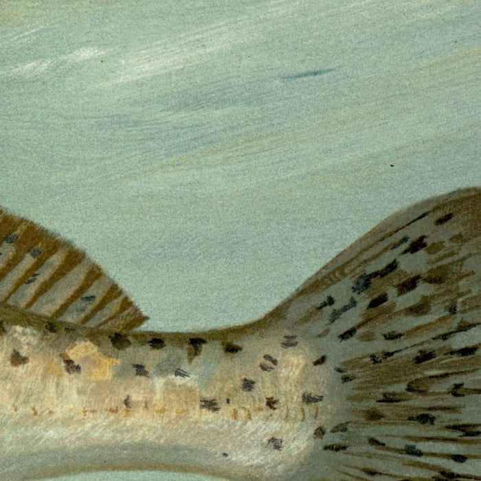 Spotted Sea Trout (Cynoscion maculatum) by John L. Petrie, 1898