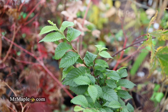 Ulmus parvifolia 'Jaqueline Hillier' Dwarf Small Leaf Chinese Elm - Mr Maple │ Buy Japanese Maple Trees