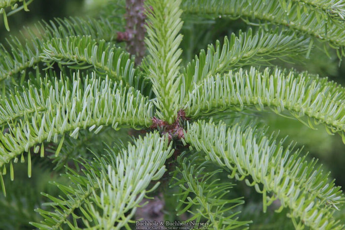 - Abies alba 'Barabit's Star' European Silver Fir - Mr Maple │ Buy Japanese Maple Trees