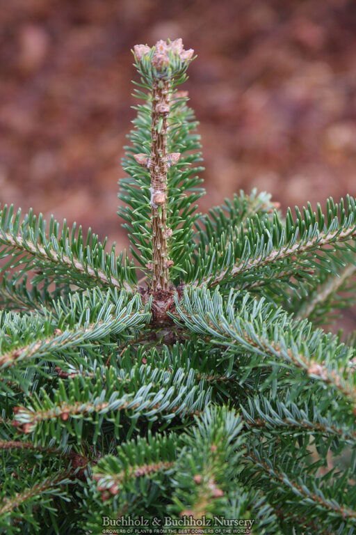 - Abies alba 'Barabit's Star' European Silver Fir - Mr Maple │ Buy Japanese Maple Trees