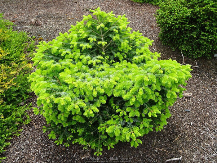 - Abies alba 'Barabit's Star' European Silver Fir - Mr Maple │ Buy Japanese Maple Trees
