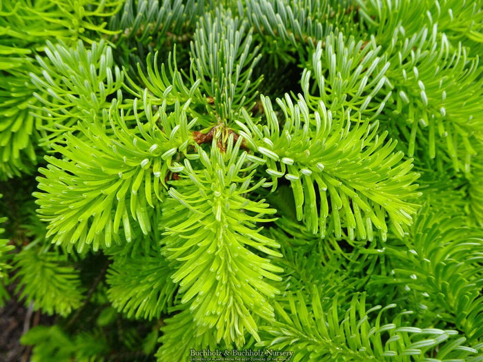 - Abies alba 'Barabit's Star' European Silver Fir - Mr Maple │ Buy Japanese Maple Trees