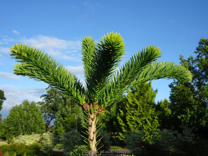 - Abies firma 'Halgren' Japanese Fir - Mr Maple │ Buy Japanese Maple Trees