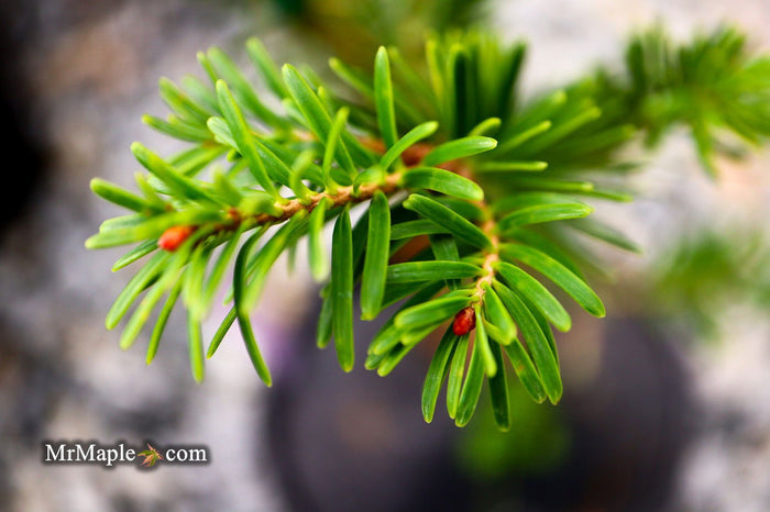 - Abies firma 'Halgren' Japanese Fir - Mr Maple │ Buy Japanese Maple Trees