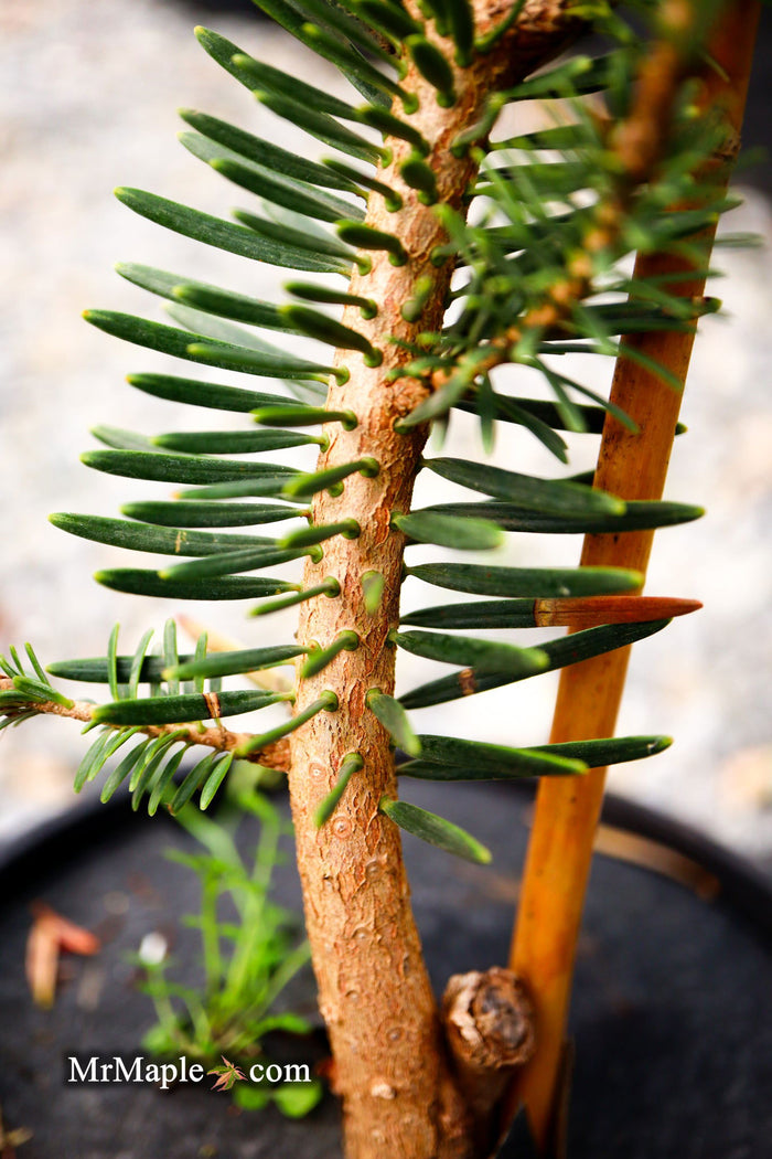 - Abies firma 'Halgren' Japanese Fir - Mr Maple │ Buy Japanese Maple Trees