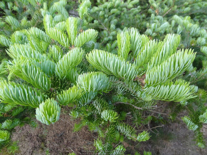 - Abies holophylla Manchurian Fir - Mr Maple │ Buy Japanese Maple Trees