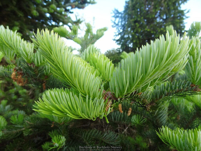 - Abies holophylla Manchurian Fir - Mr Maple │ Buy Japanese Maple Trees