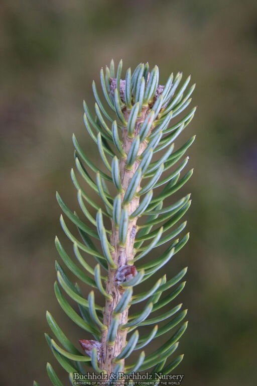 - Abies holophylla Manchurian Fir - Mr Maple │ Buy Japanese Maple Trees