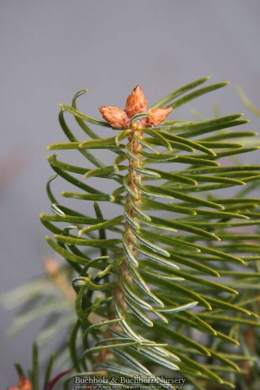 - Abies holophylla Manchurian Fir - Mr Maple │ Buy Japanese Maple Trees