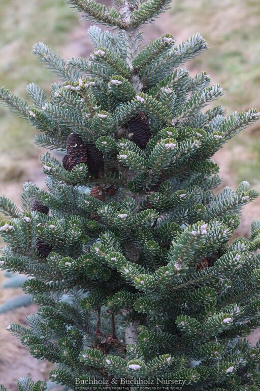 - Abies koreana 'Starkers Dwarf' Korean Fir - Mr Maple │ Buy Japanese Maple Trees