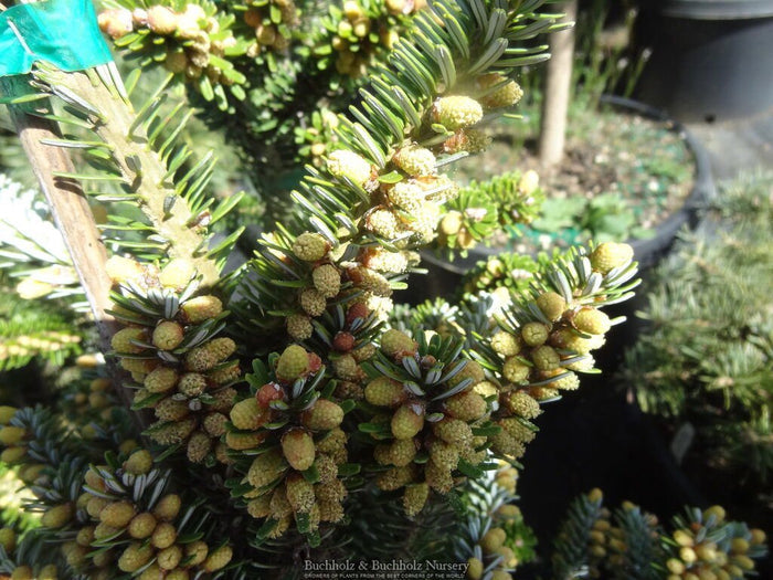 - Abies koreana 'Starkers Dwarf' Korean Fir - Mr Maple │ Buy Japanese Maple Trees
