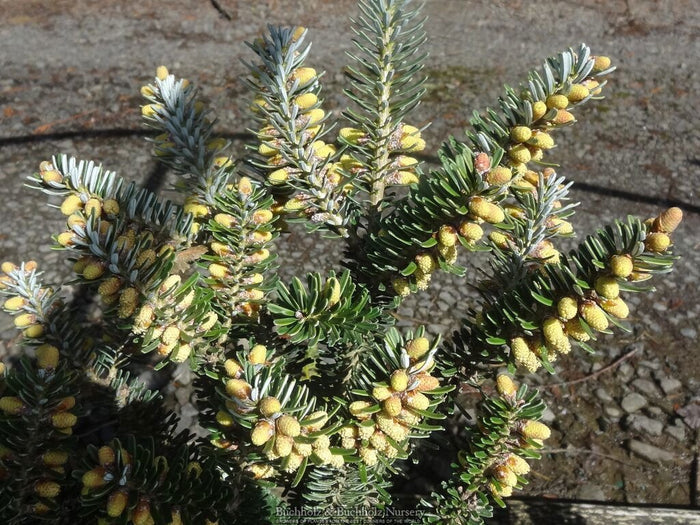 - Abies koreana 'Starkers Dwarf' Korean Fir - Mr Maple │ Buy Japanese Maple Trees