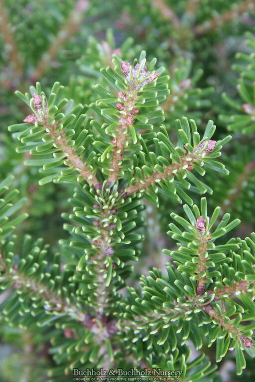 - Abies nordmaniana 'Munsterland' Nordmann Fir - Mr Maple │ Buy Japanese Maple Trees